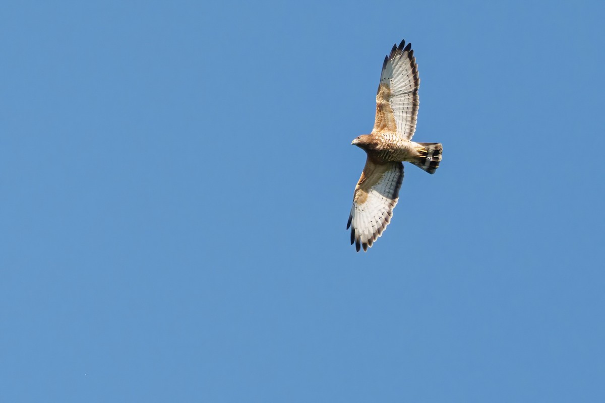 Broad-winged Hawk - Gloria Archilla