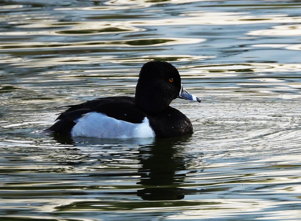 Ring-necked Duck - Pedro Dávila