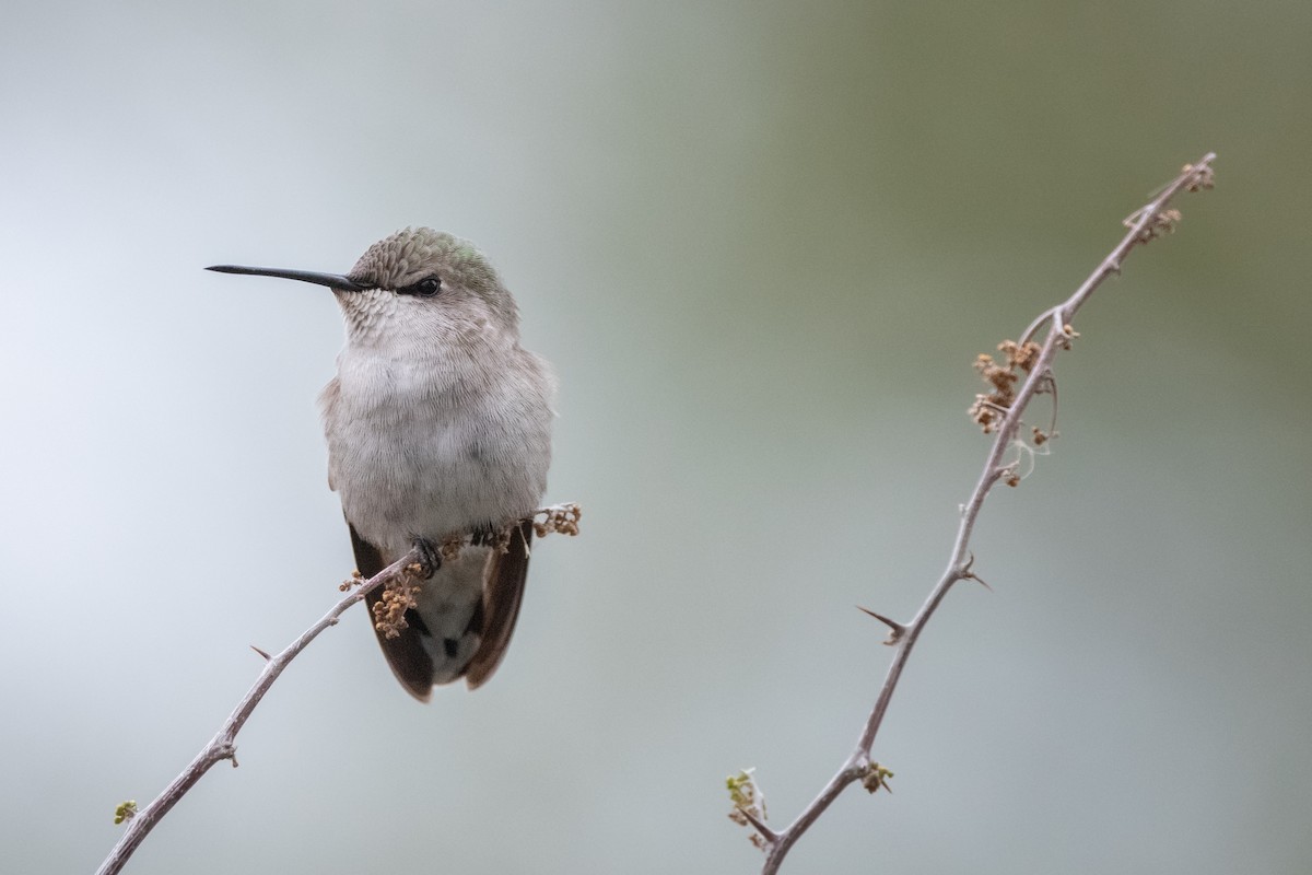 Costa's Hummingbird - ML613629521