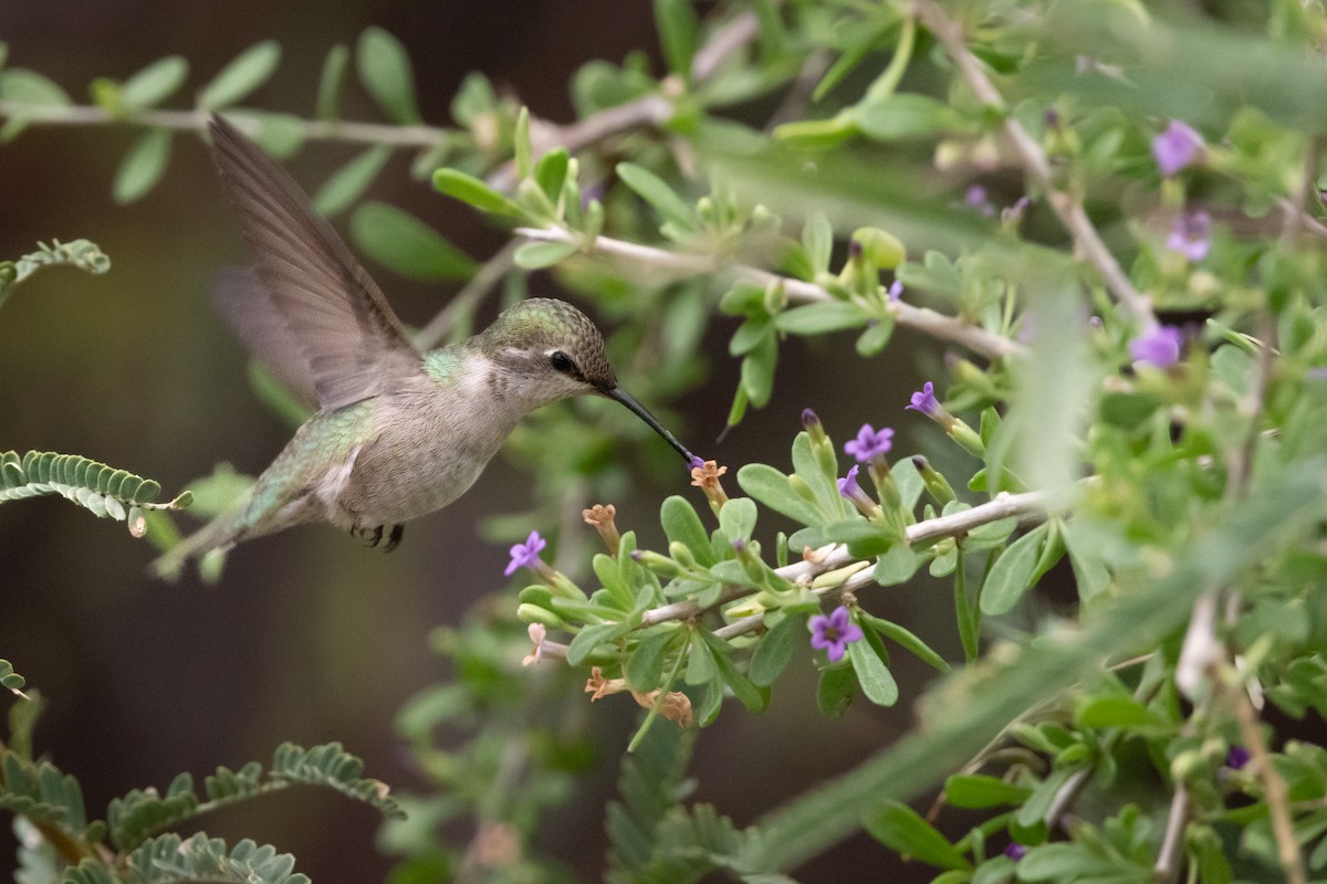 Costa's Hummingbird - ML613629523