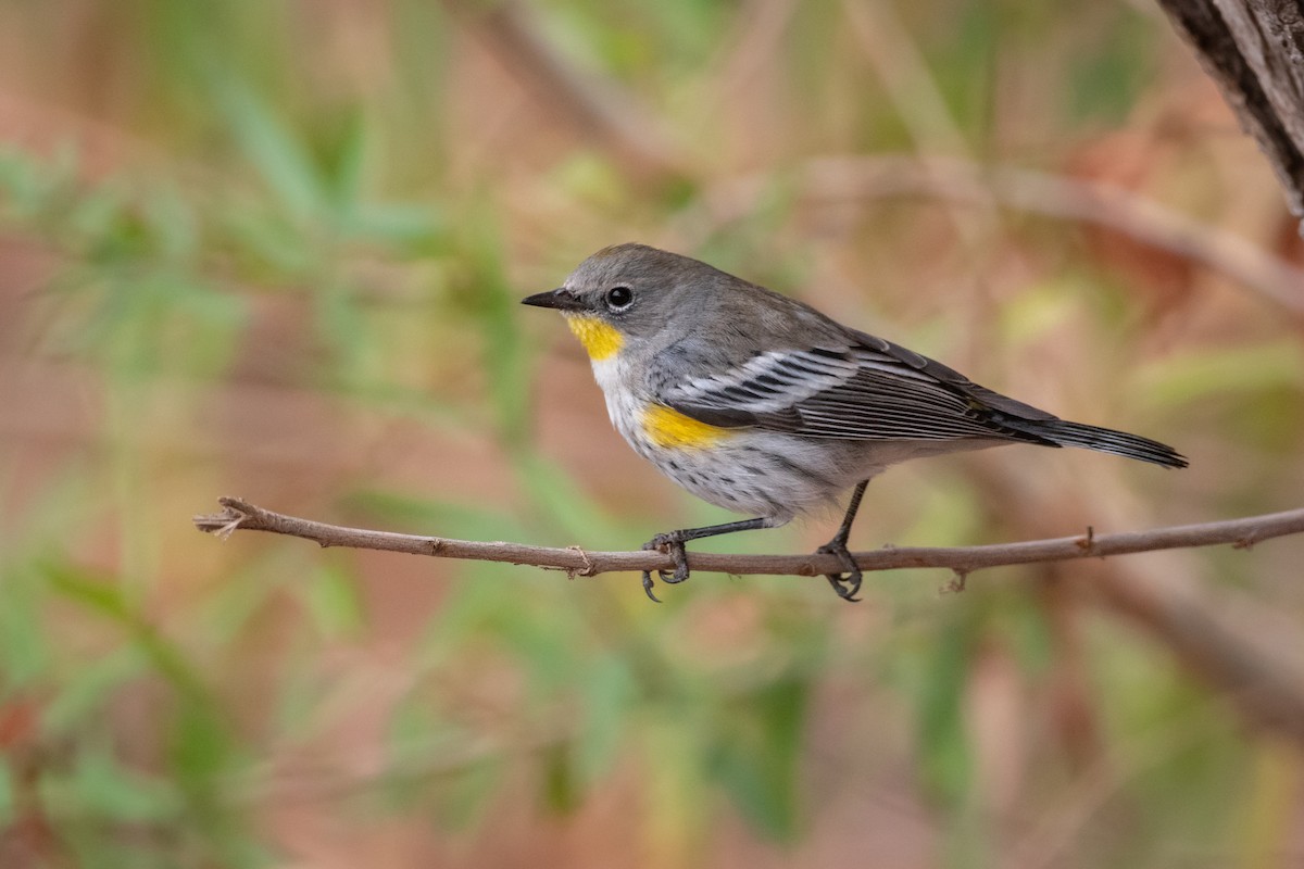 Yellow-rumped Warbler - Henrey Deese