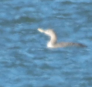 Yellow-billed Loon - ML613629651