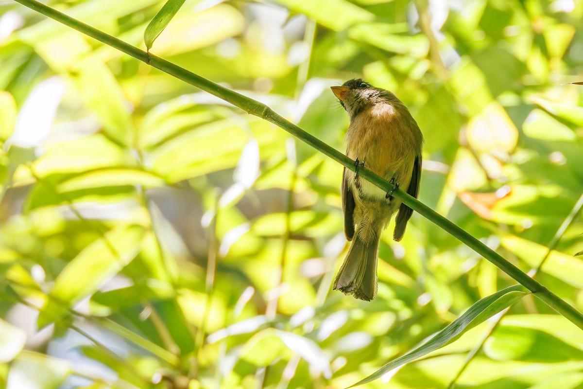 Lesser Antillean Pewee - Gloria Archilla