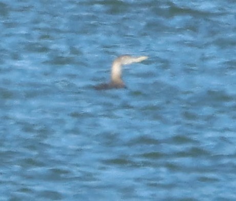 Yellow-billed Loon - ML613629682