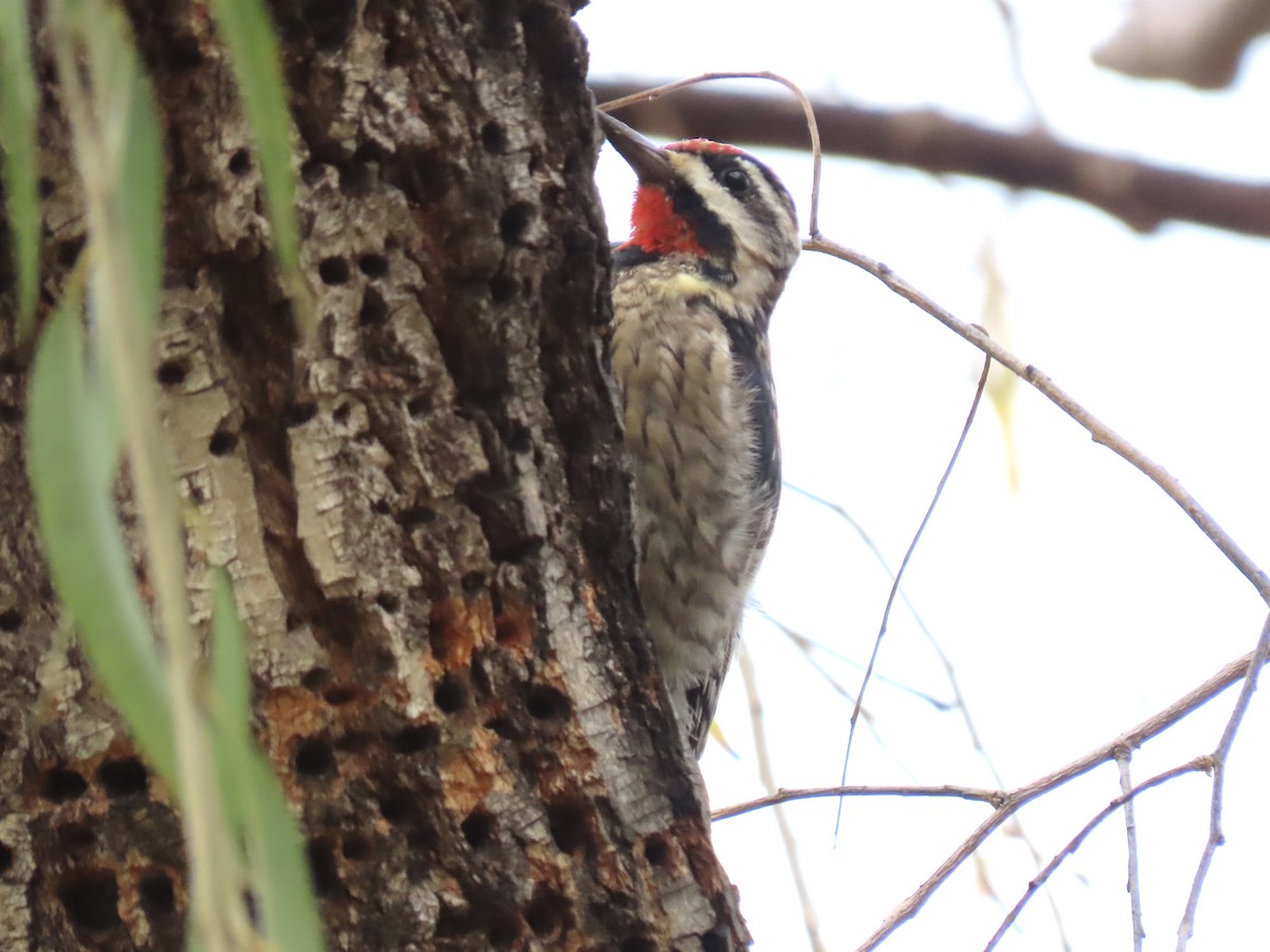 Yellow-bellied Sapsucker - ML613629683