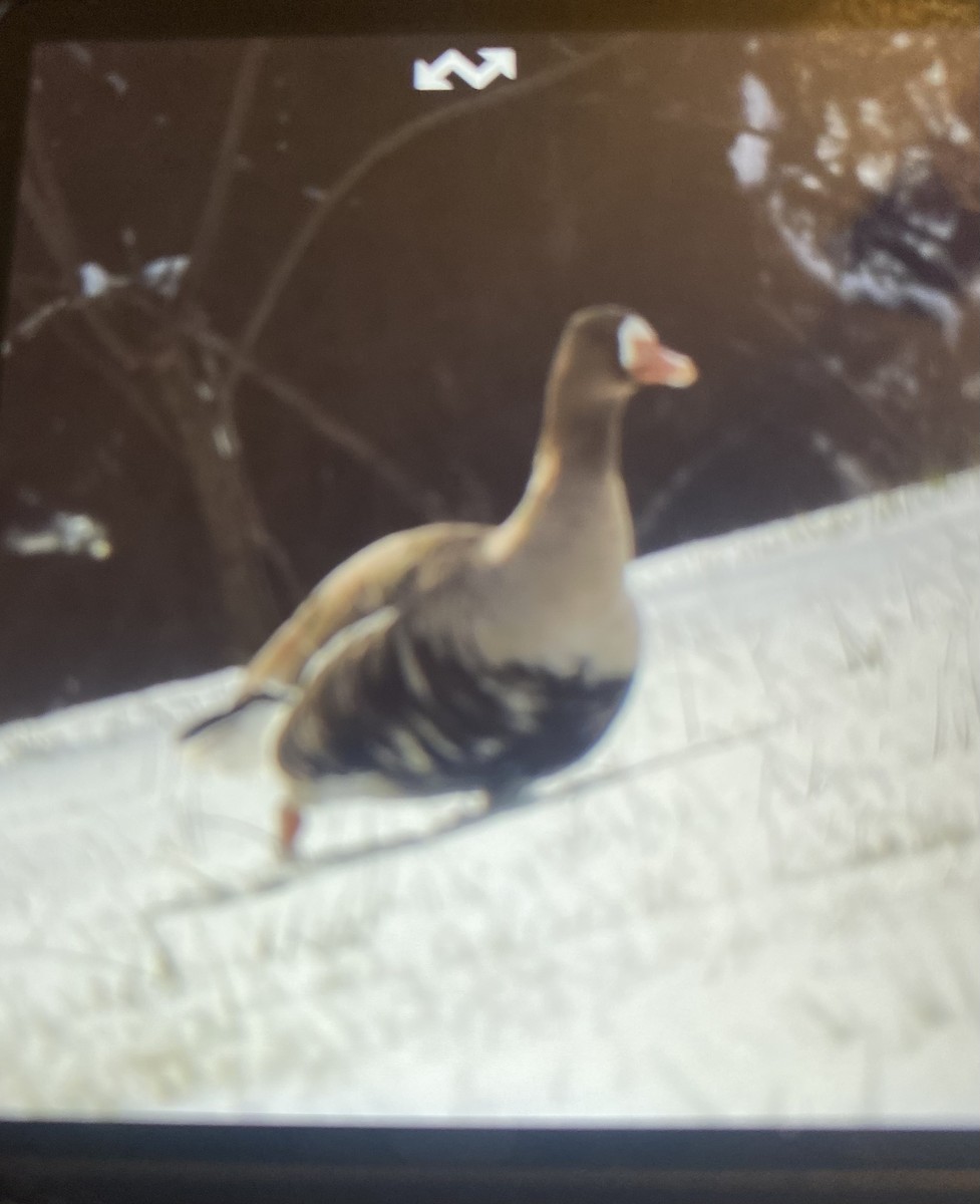 Greater White-fronted Goose - ML613629753