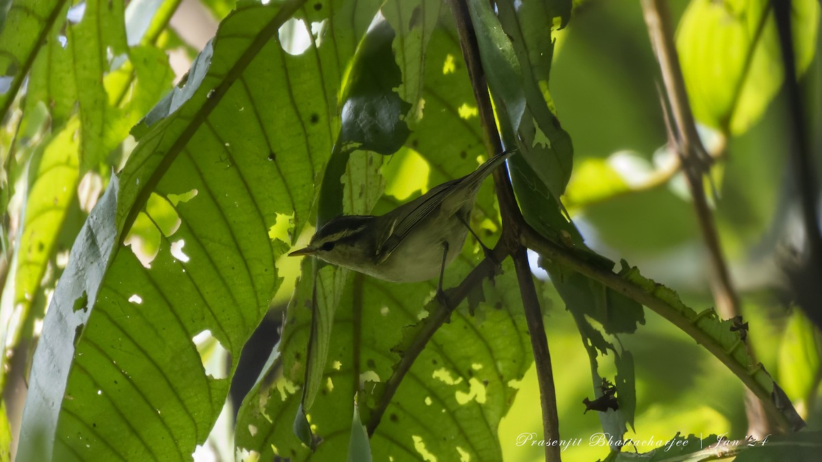 Blyth's Leaf Warbler - ML613629802