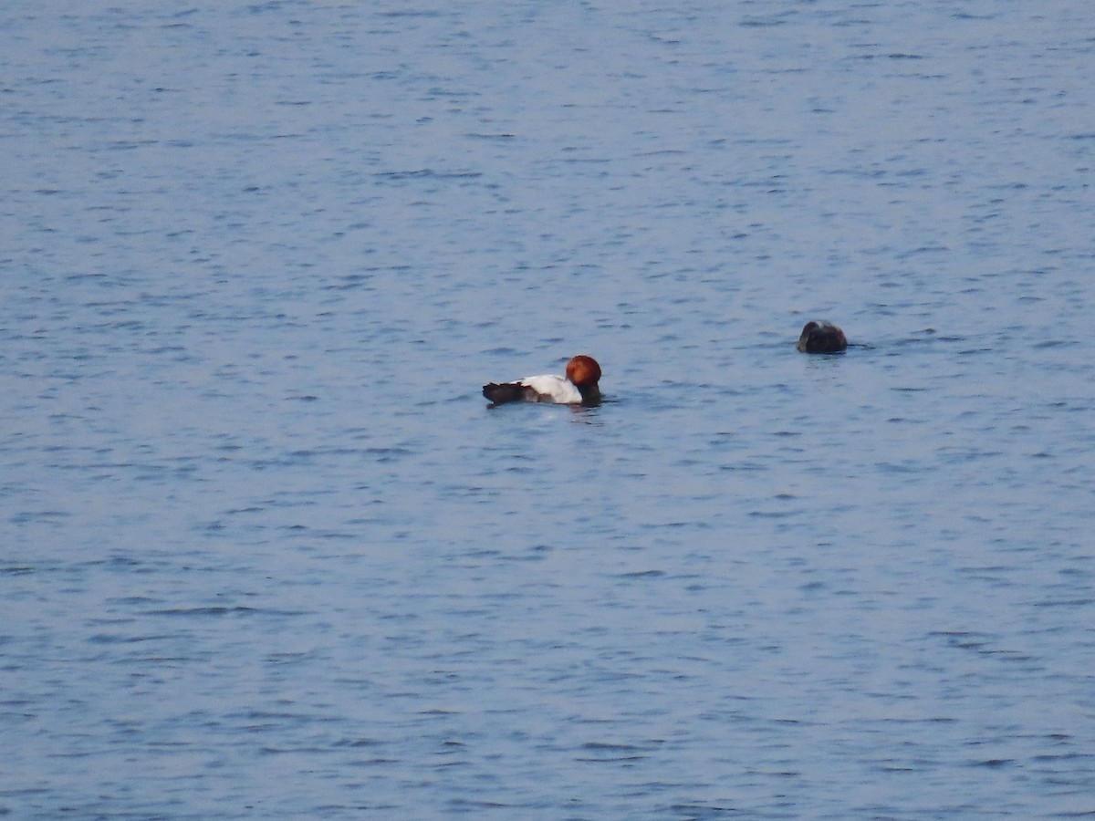 Common Pochard - ML613629833