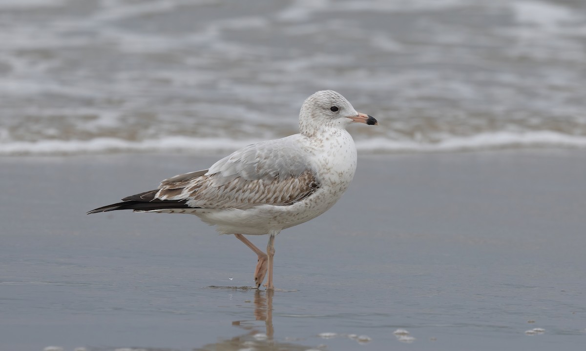 Ring-billed Gull - ML613629876