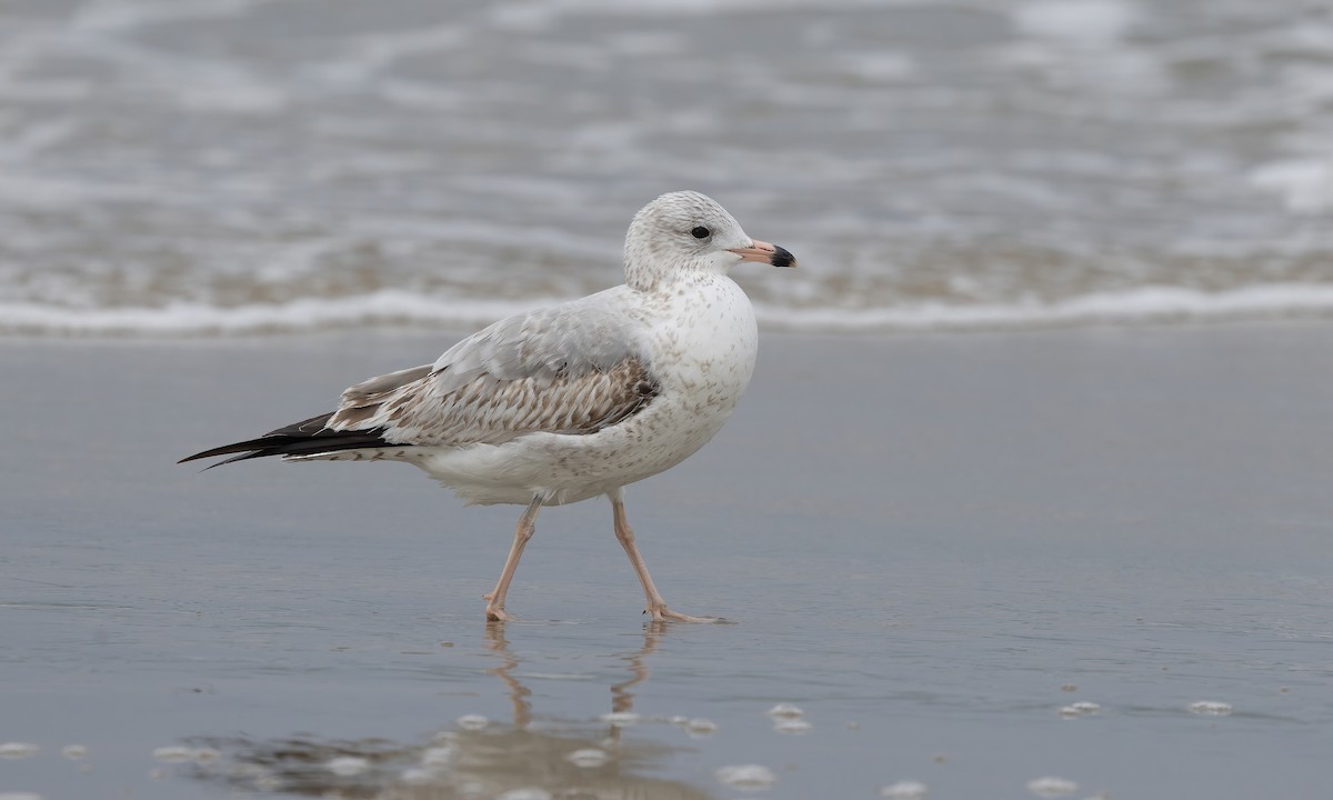 Ring-billed Gull - ML613629877