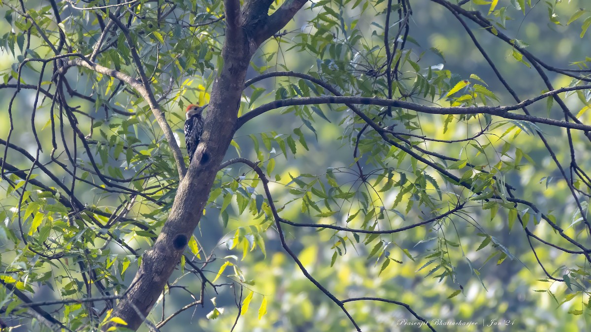 Yellow-crowned Woodpecker - ML613629920