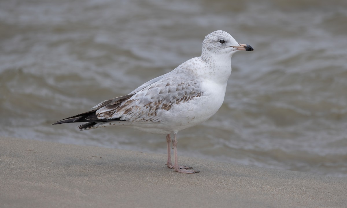 Ring-billed Gull - ML613629992