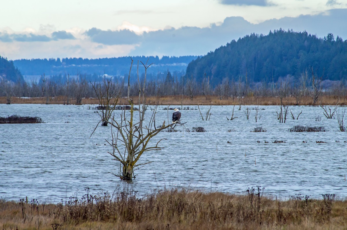 Bald Eagle - ML613630009