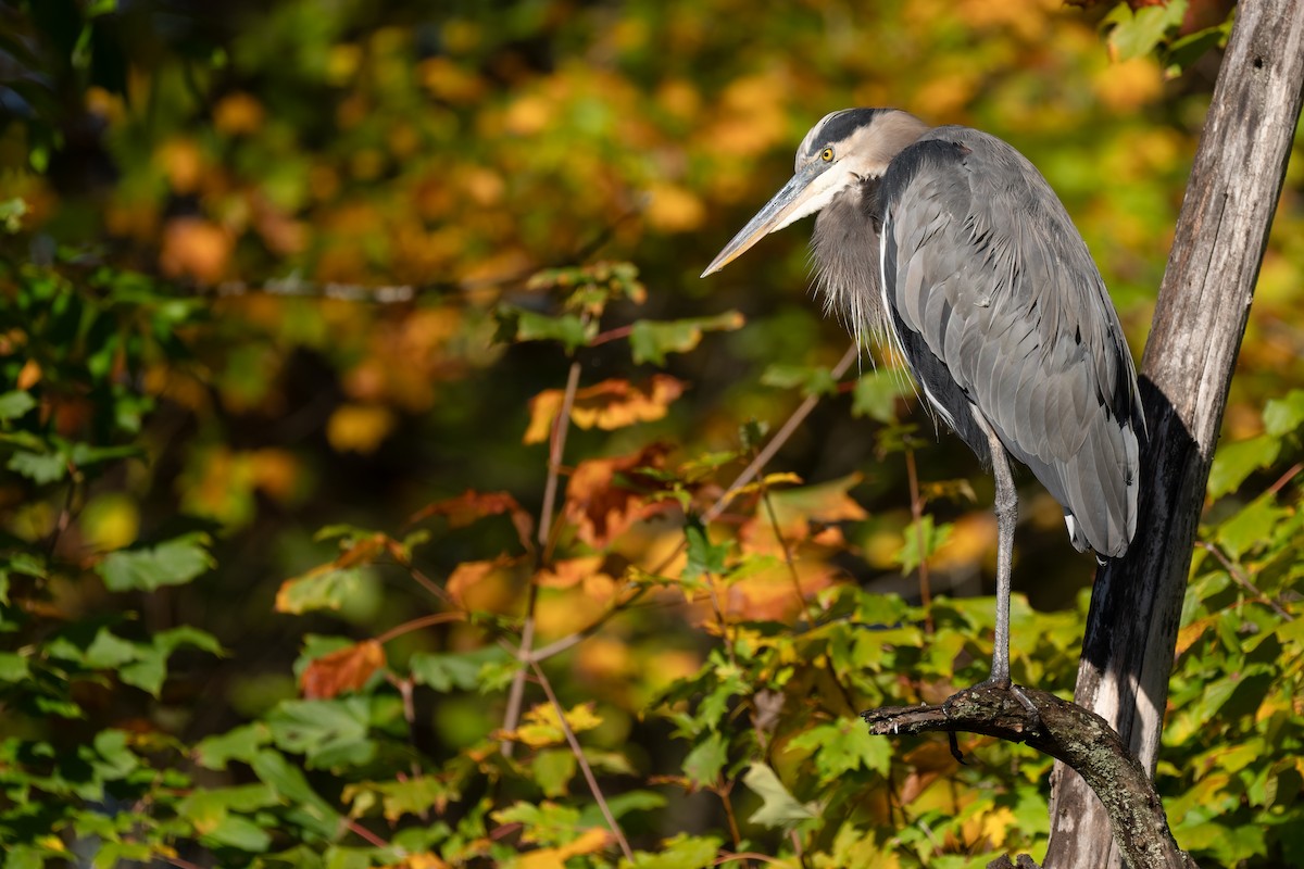 Great Blue Heron - Peter F