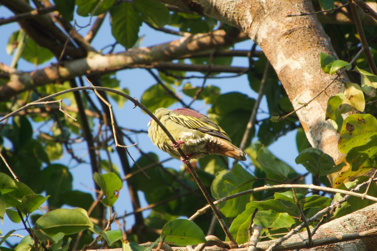 Thick-billed Green-Pigeon - ML613630080