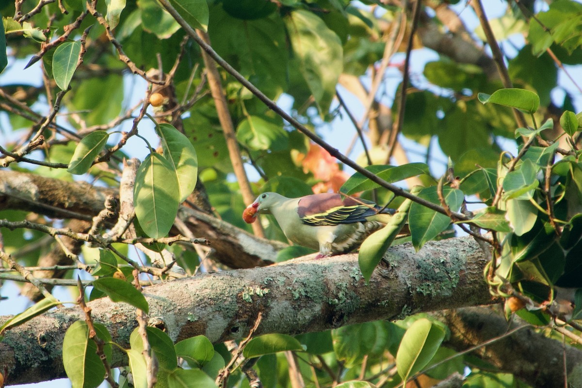 Thick-billed Green-Pigeon - ML613630081