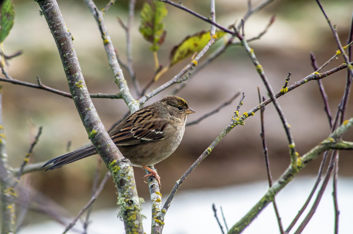 Golden-crowned Sparrow - ML613630082