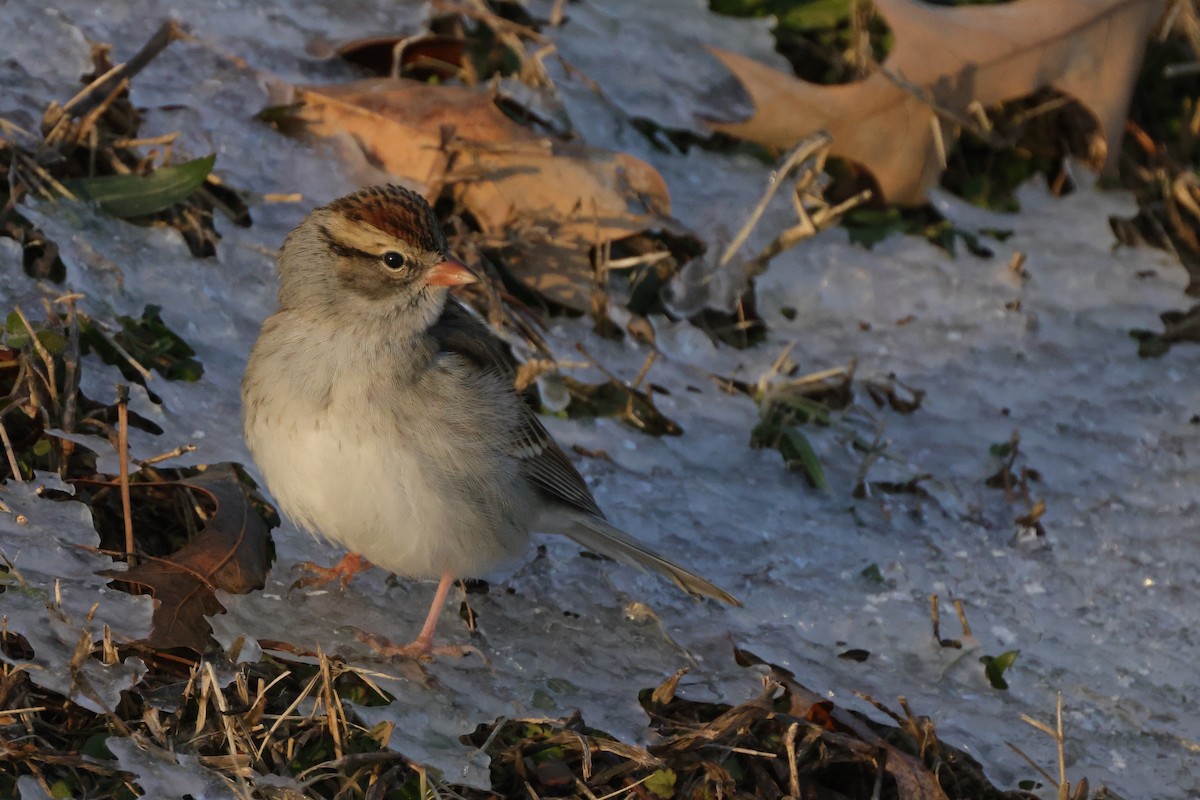 Chipping Sparrow - ML613630166