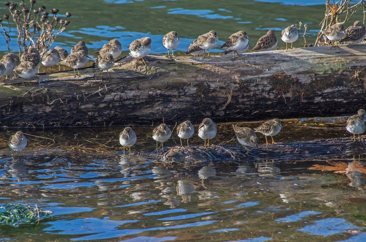 Least Sandpiper - ML613630187