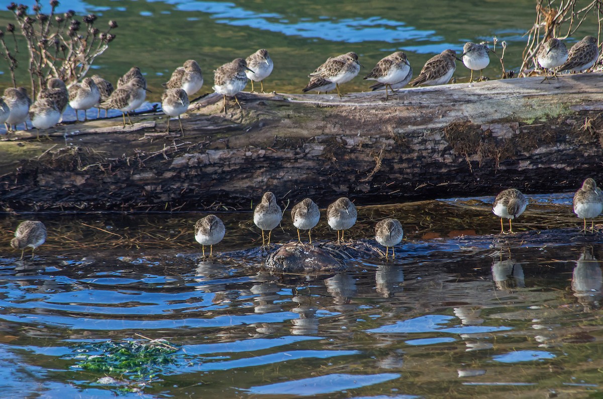 Least Sandpiper - ML613630188