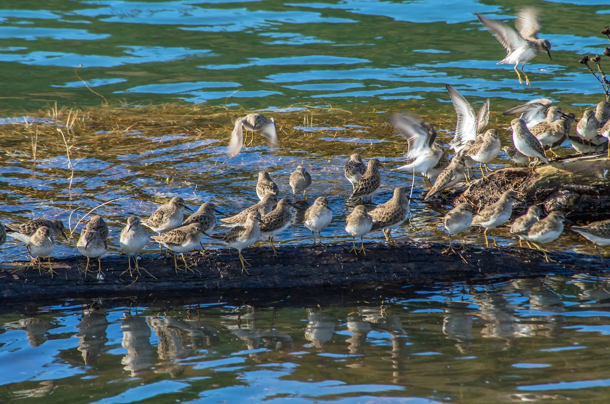 Least Sandpiper - ML613630192