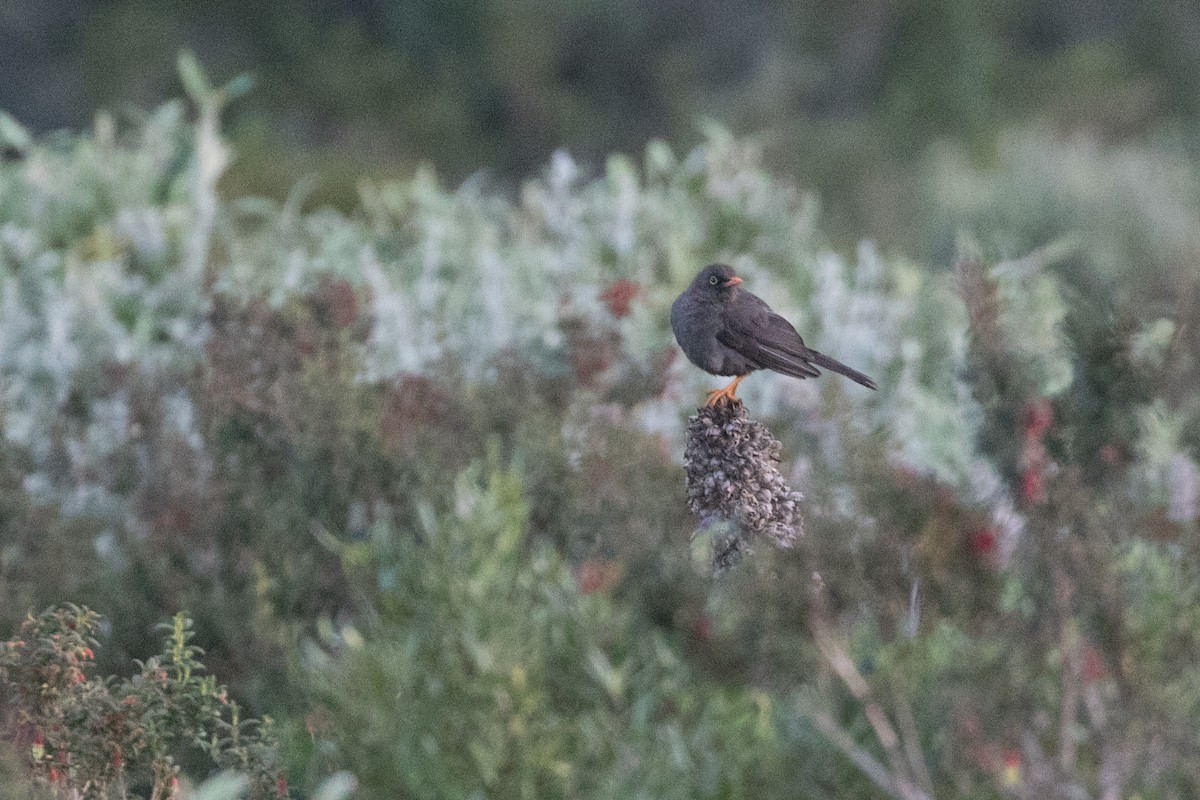 Great Thrush - ML613630208