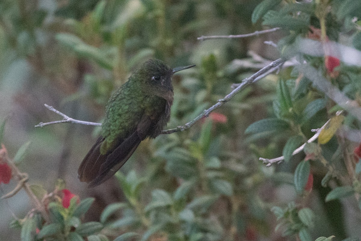 kolibřík dřišťálový - ML613630220