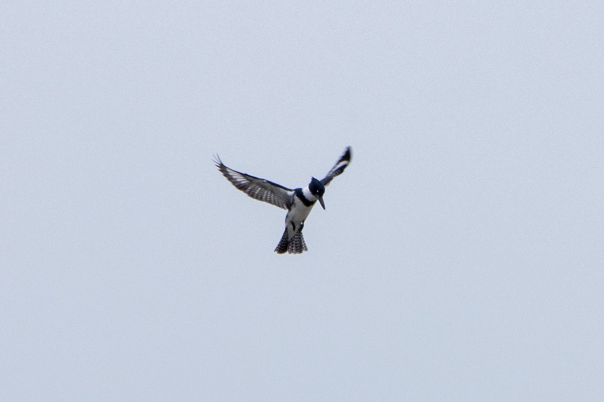 Belted Kingfisher - ML613630259