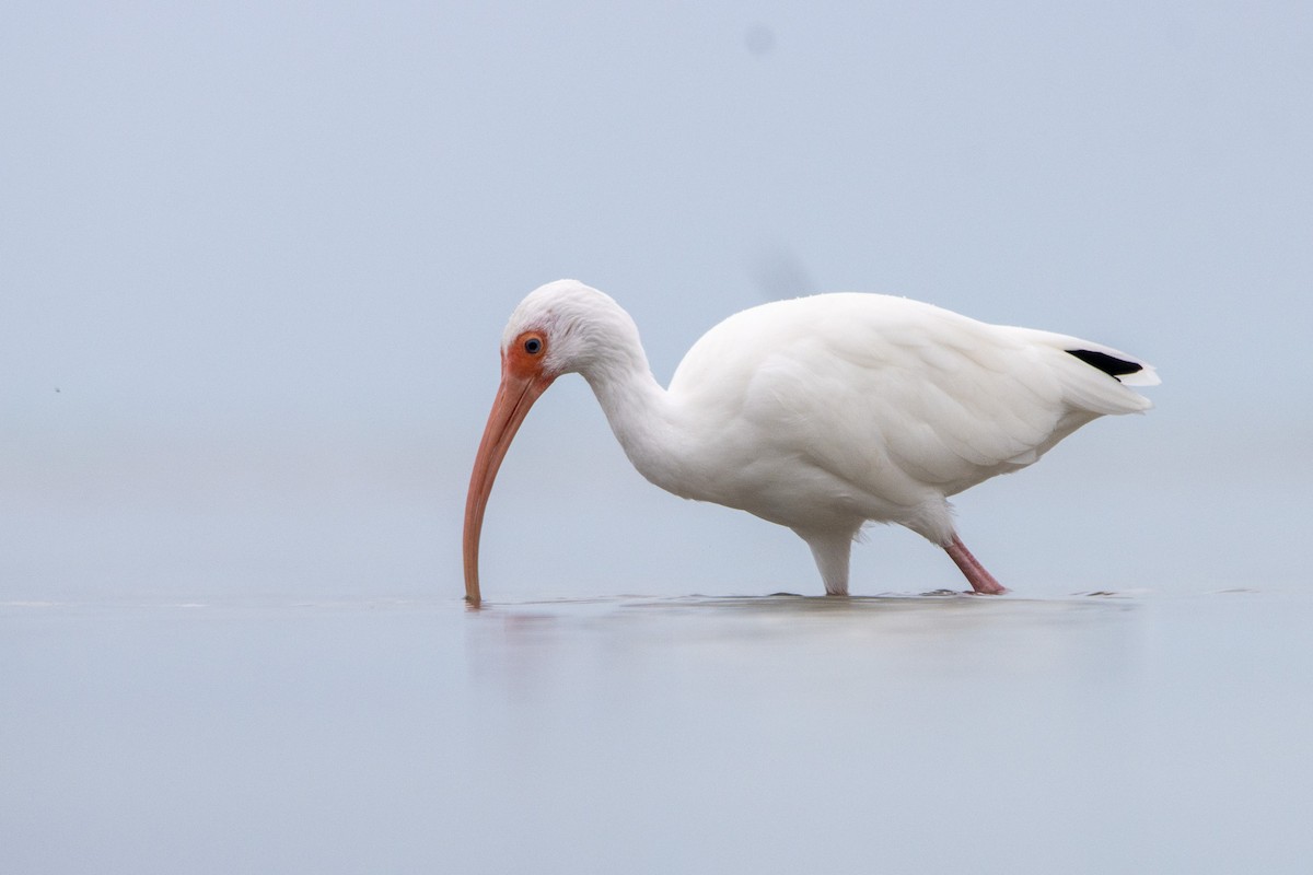 ibis bílý - ML613630266