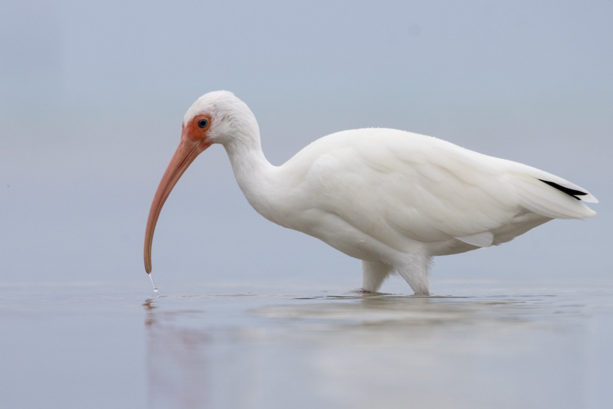 White Ibis - ML613630268