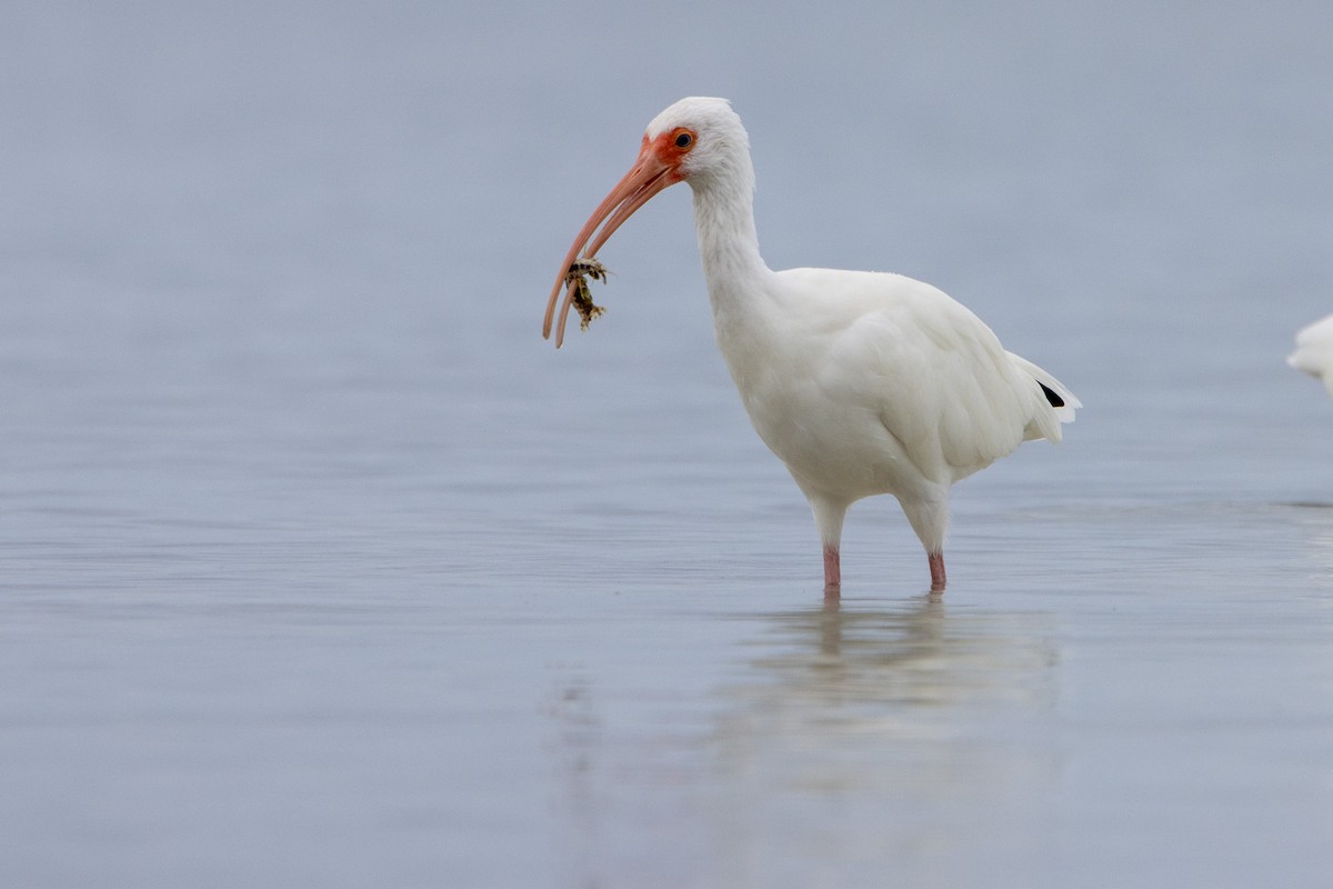 ibis bílý - ML613630269