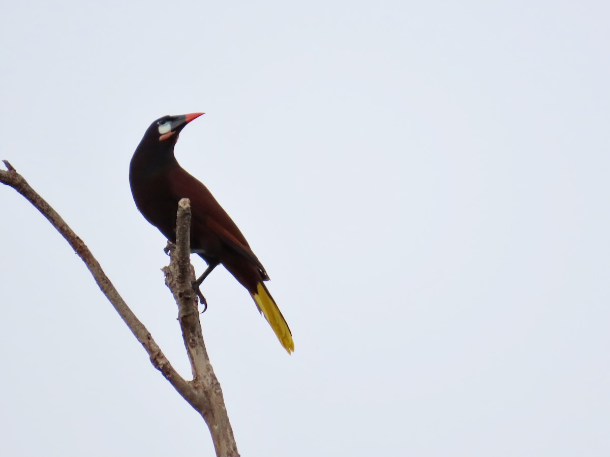 Montezuma Oropendola - Romel Romero