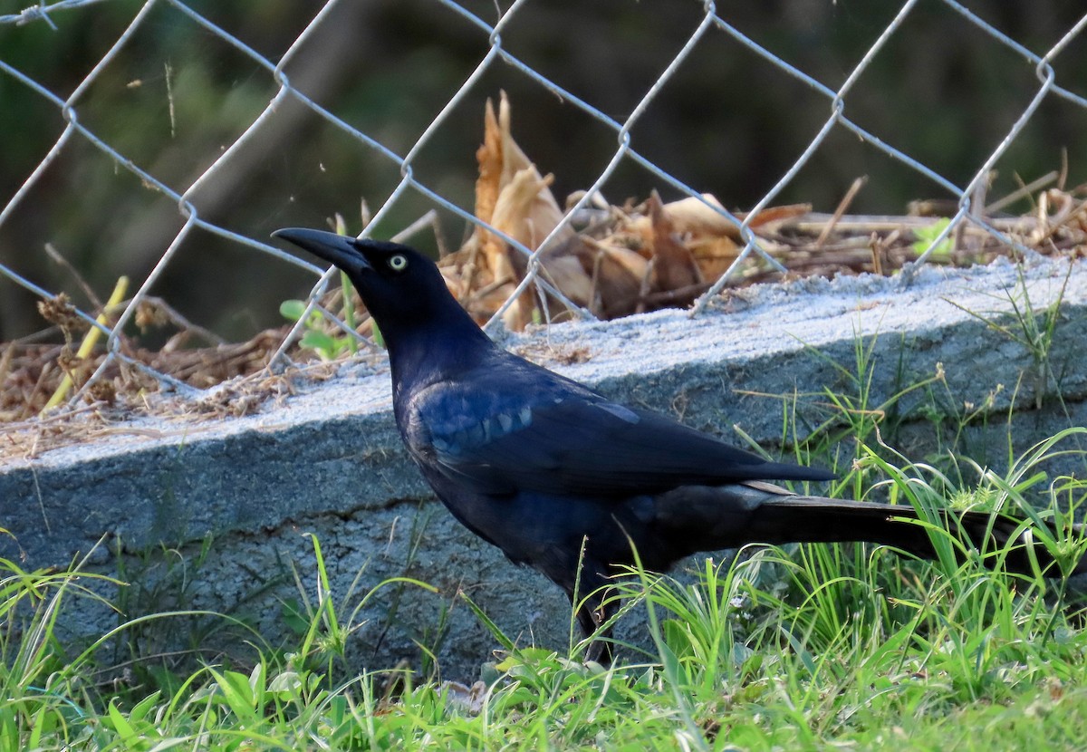 Great-tailed Grackle - ML613630562