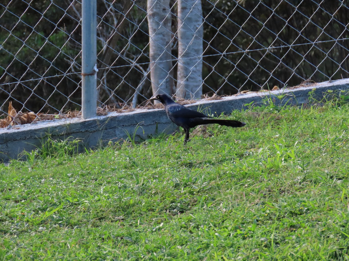 Great-tailed Grackle - ML613630563