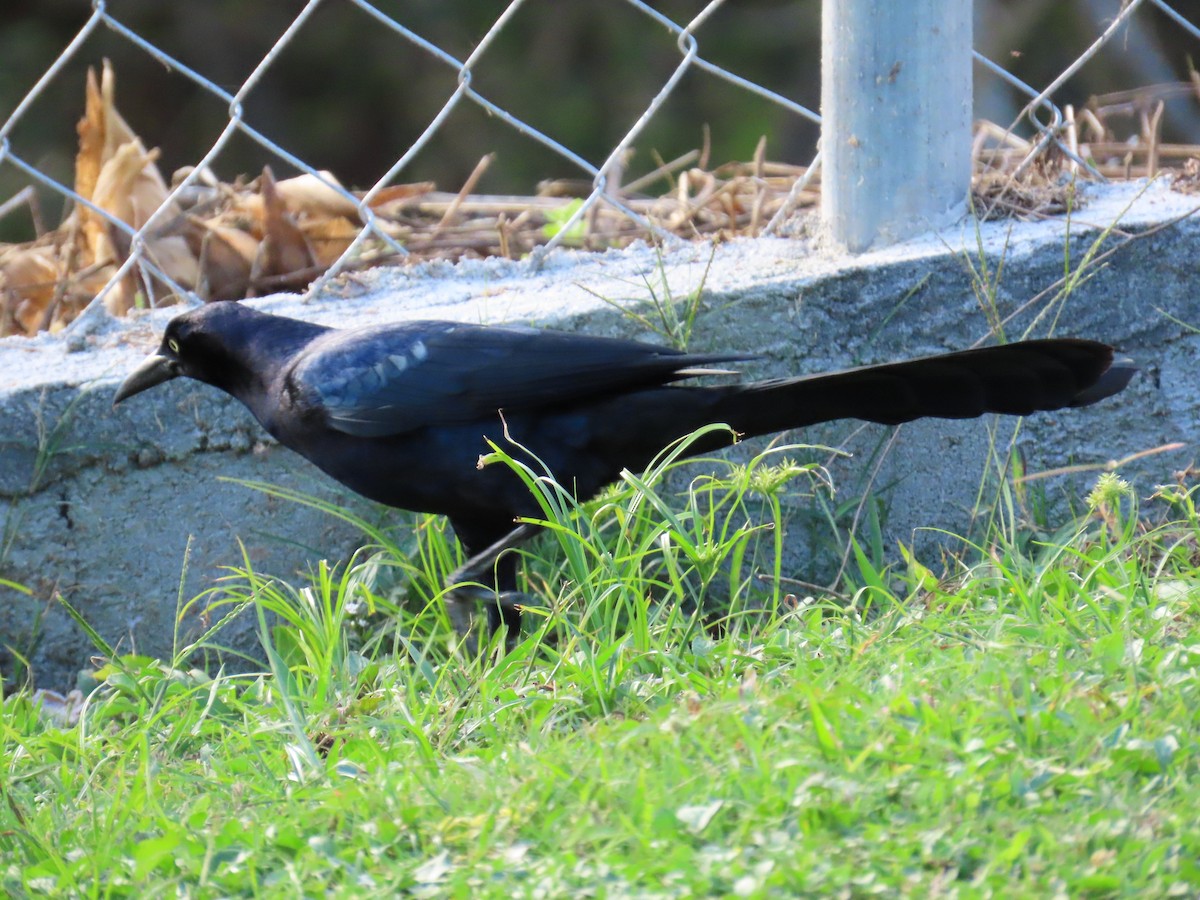 Great-tailed Grackle - ML613630564