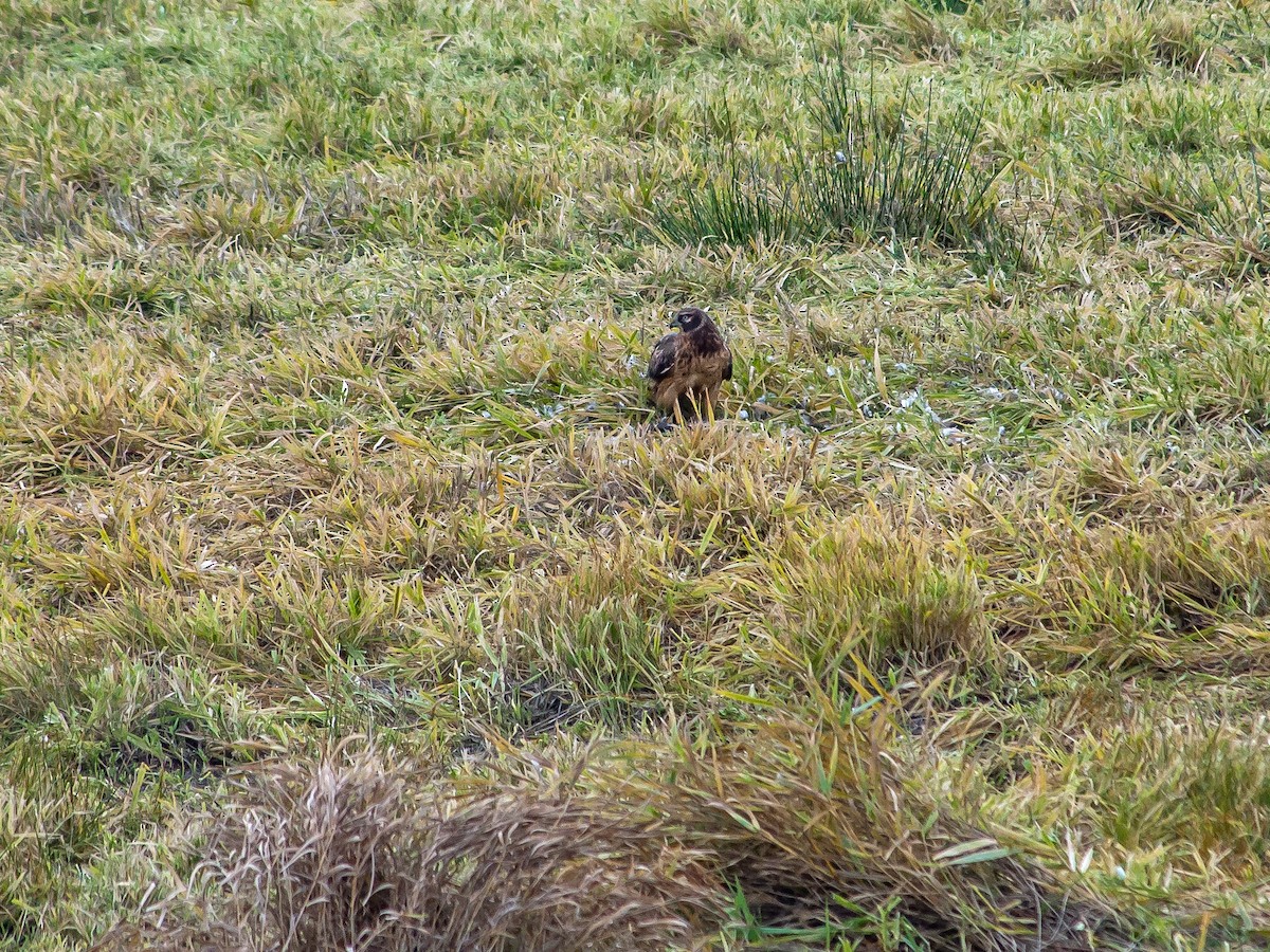 Northern Harrier - ML613630575