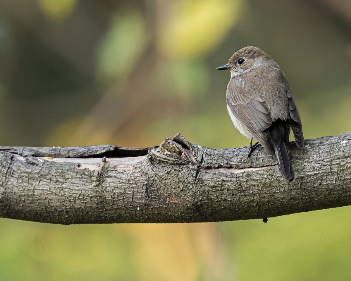 Taiga Flycatcher - ML613630603