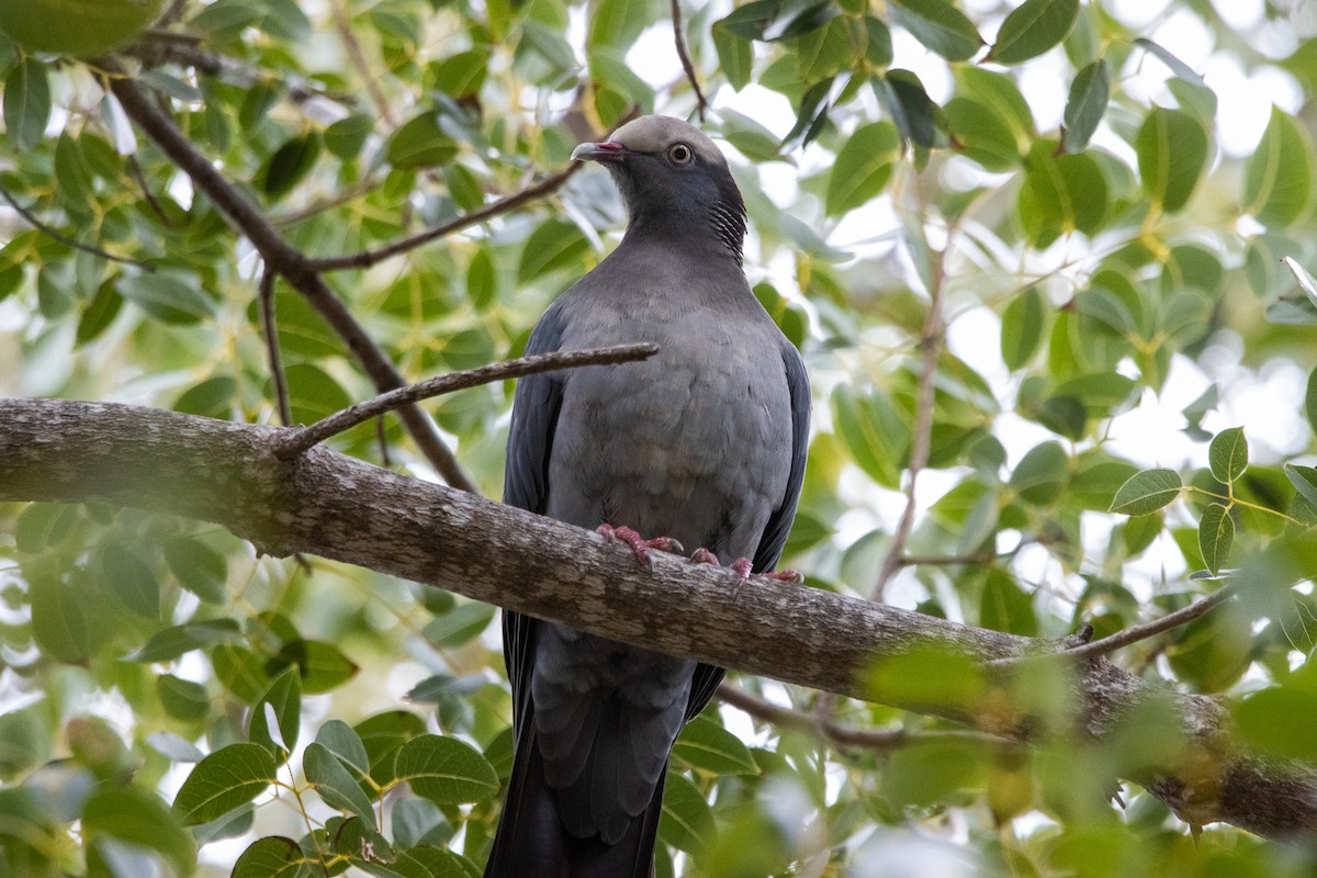 Pigeon à couronne blanche - ML613630621