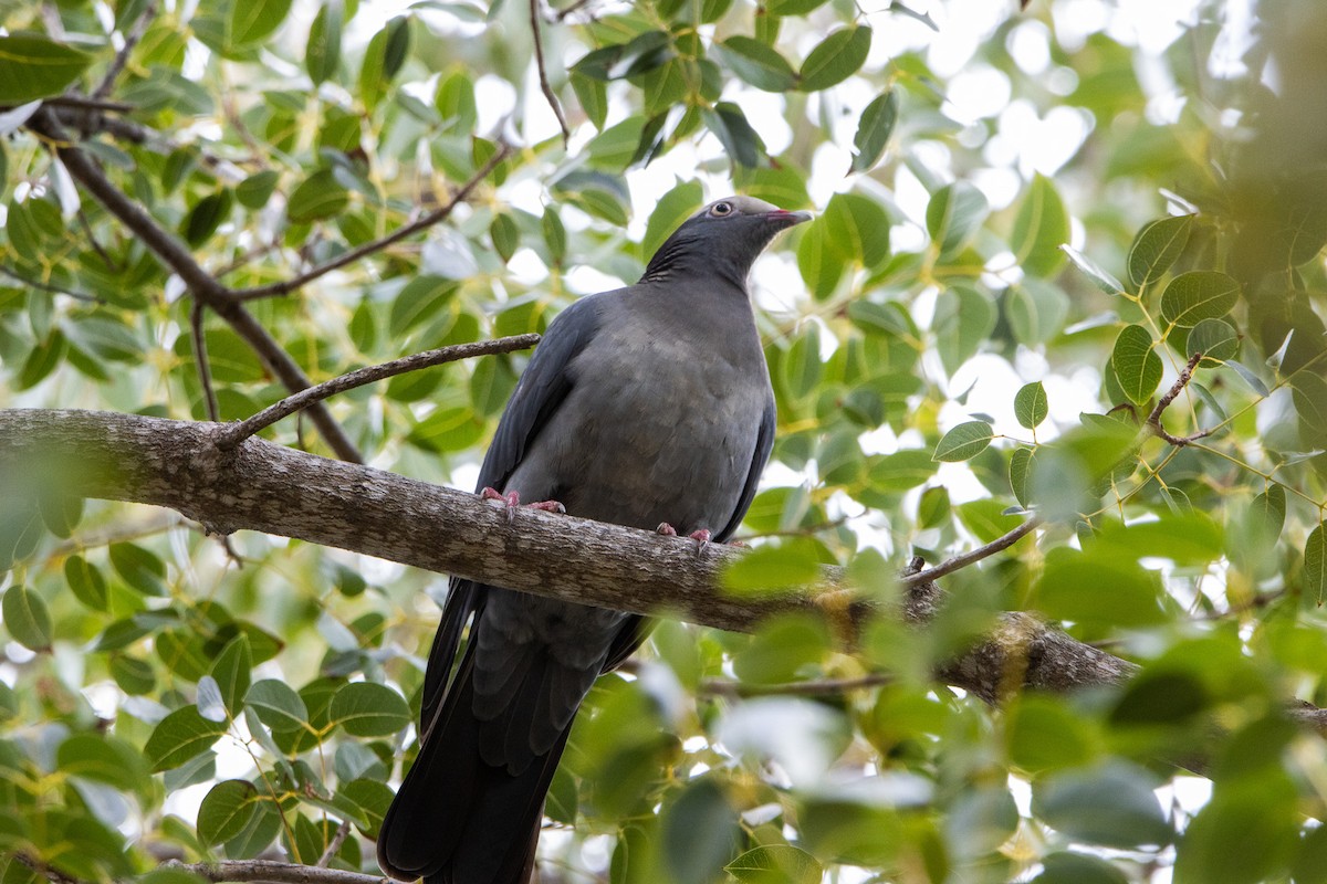 Pigeon à couronne blanche - ML613630622