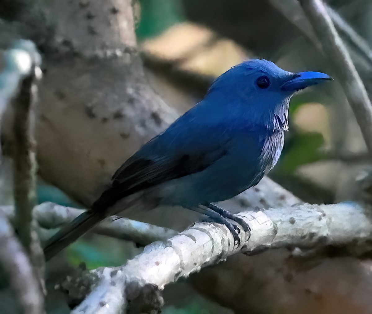 Blue Paradise-Flycatcher - ML613630626