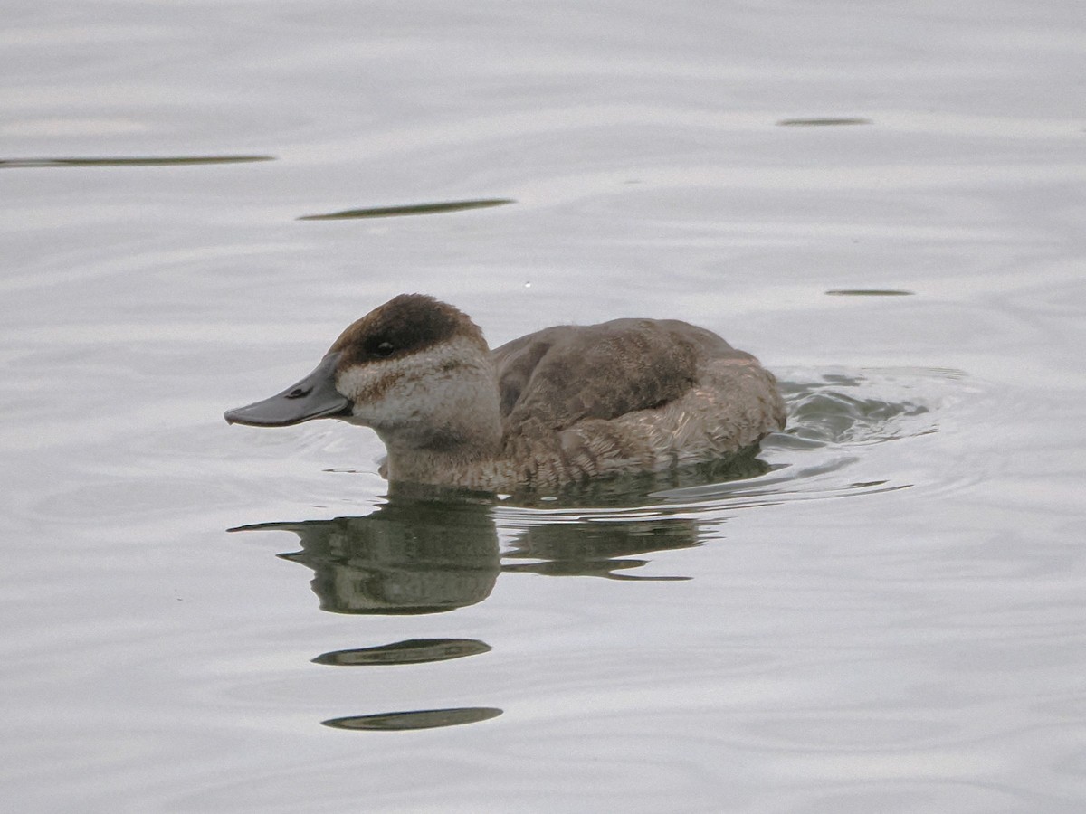 Ruddy Duck - Clay Bliznick