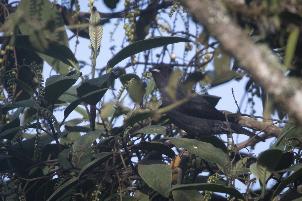 Red-crested Cotinga - ML613631235