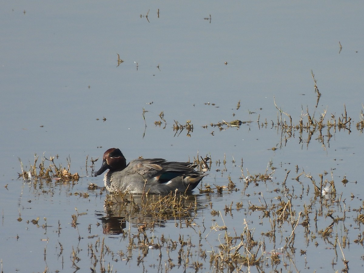 Green-winged Teal - ML613631258