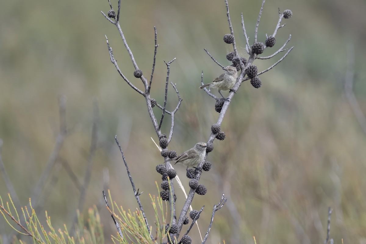 Slender-billed Thornbill - ML613631263