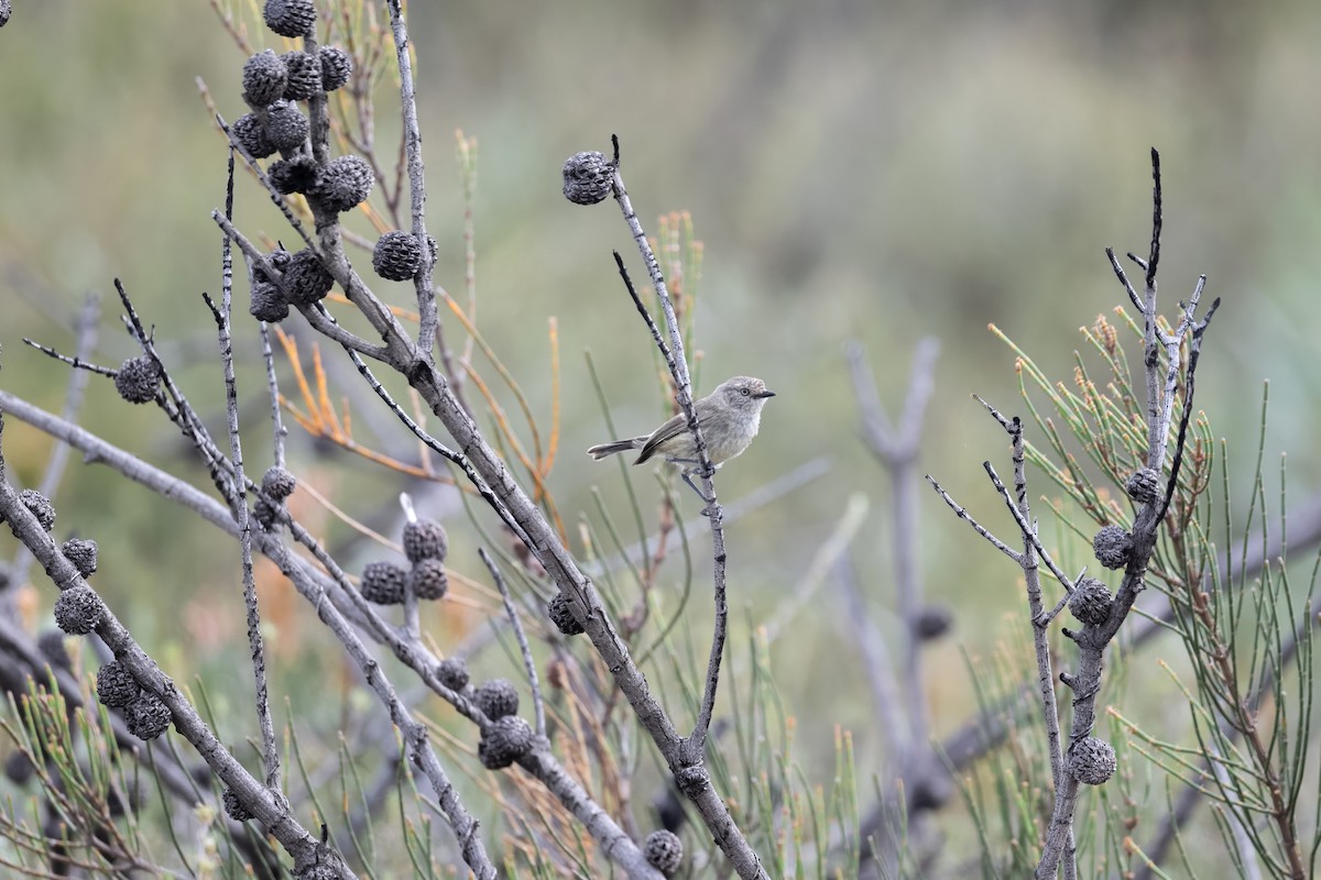 Slender-billed Thornbill - ML613631264