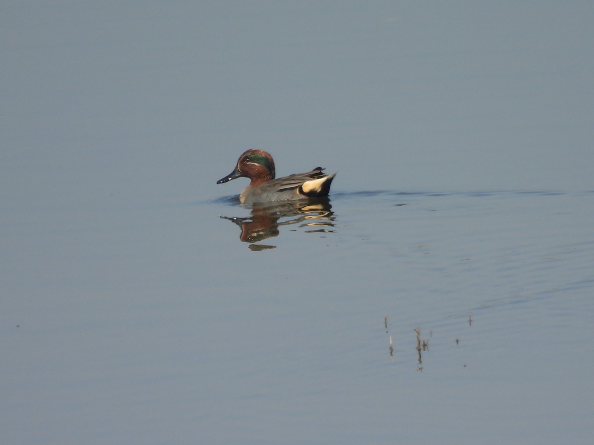 Green-winged Teal - ML613631265