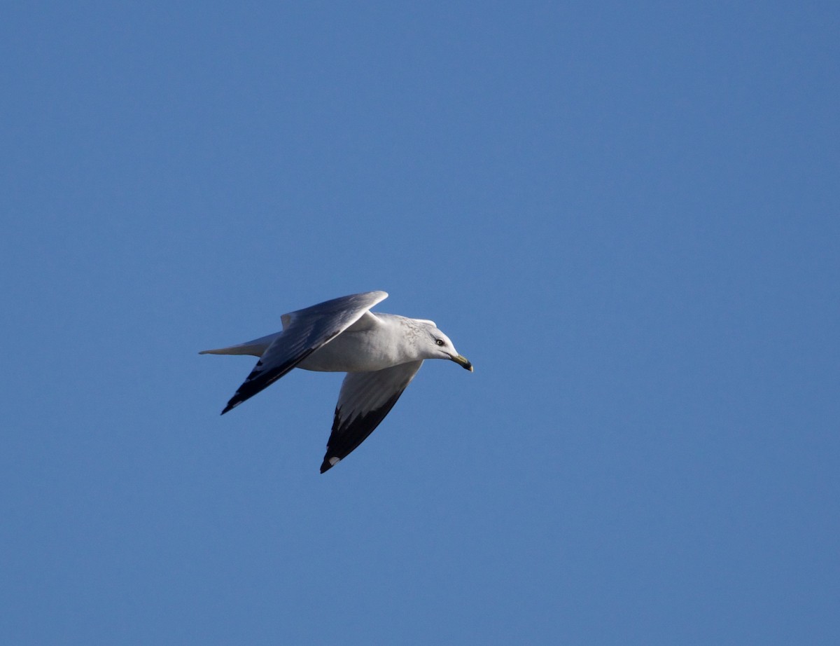 Ring-billed Gull - ML613631344