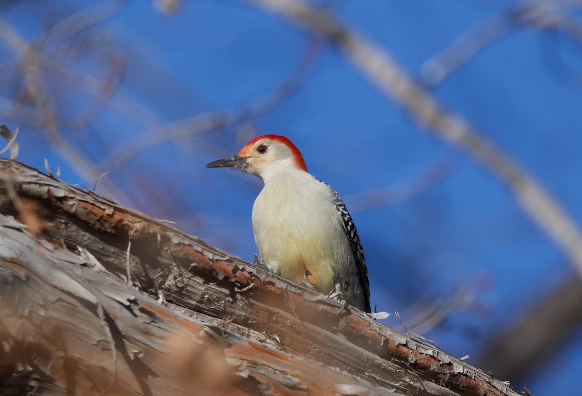 Red-bellied Woodpecker - ML613631350