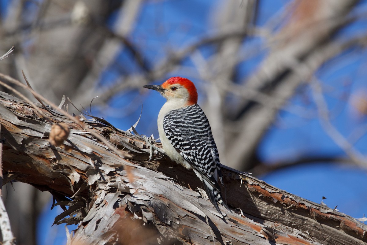 Red-bellied Woodpecker - ML613631351