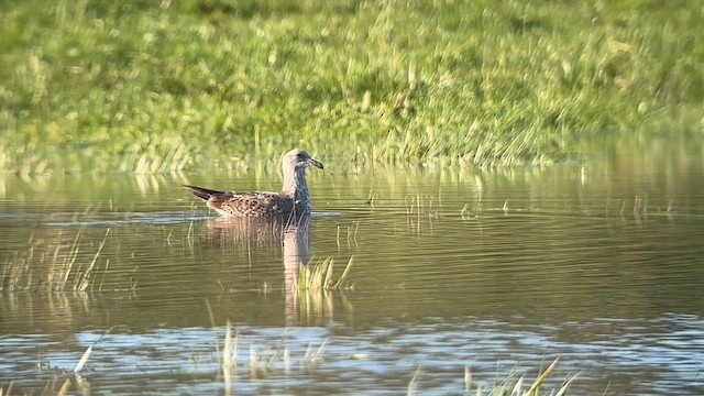 goéland sp. (Larus sp.) - ML613631419